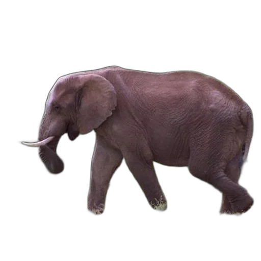 animal, creature, staff, weapon transparent PNG cut-out