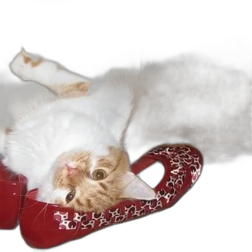 shoes, photorealistic, fluffy, cat transparent PNG cut-out