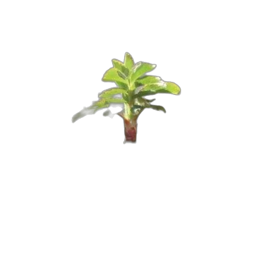 tree, flower, crown, creature transparent PNG cut-out