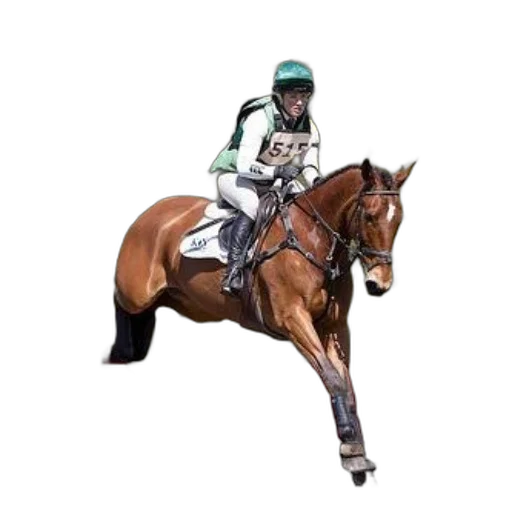 animal, photorealistic, rider, horseback transparent PNG cut-out