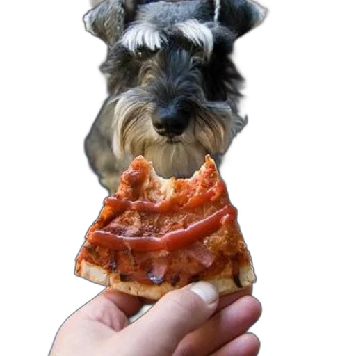 food, animal, creature, hat transparent PNG cut-out