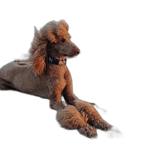 animal, hair, staff, creature transparent PNG cut-out