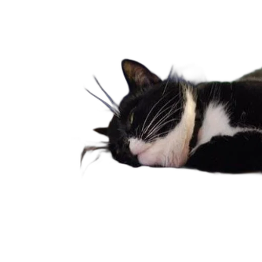 animal, staff, creature, hat transparent PNG cut-out