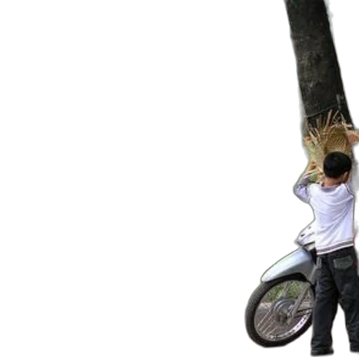 tree, umbrella, weapon, staff transparent PNG cut-out