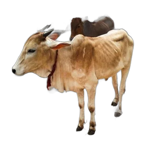 animal, food, jewelry, creature transparent PNG cut-out