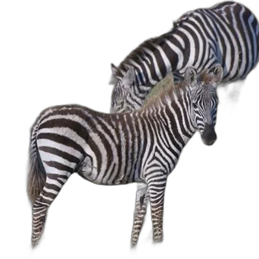 animal, creature, staff, jewelry transparent PNG cut-out