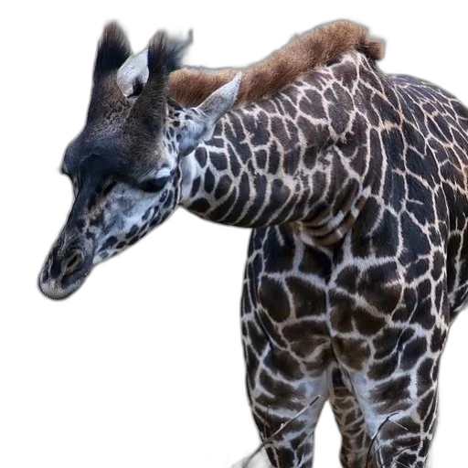 animal, creature, staff, hat transparent PNG cut-out