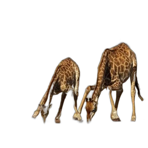 animal, shoes, furniture, creature transparent PNG cut-out