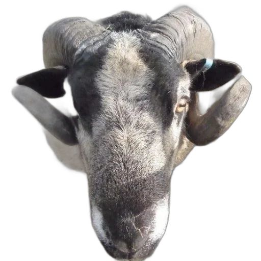 animal, face, mask, creature transparent PNG cut-out