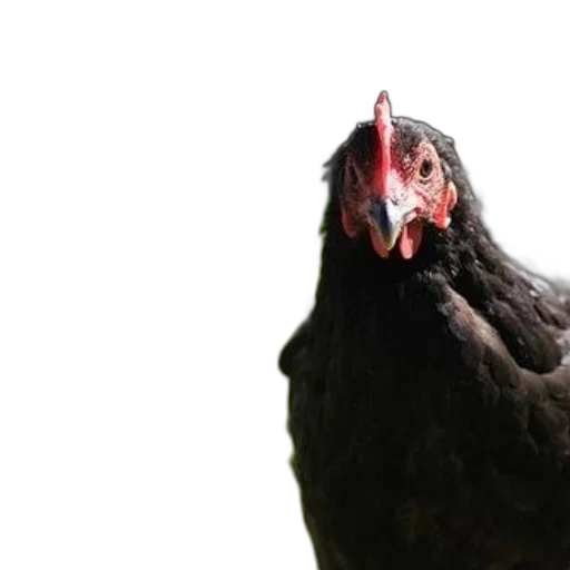 animal, creature, food, face transparent PNG cut-out