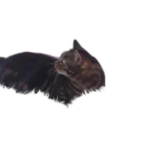 hair, animal, creature, hat transparent PNG cut-out