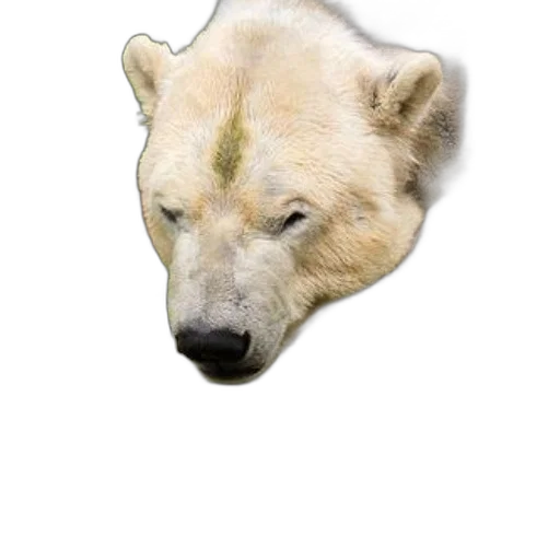 animal, creature, face, mask transparent PNG cut-out