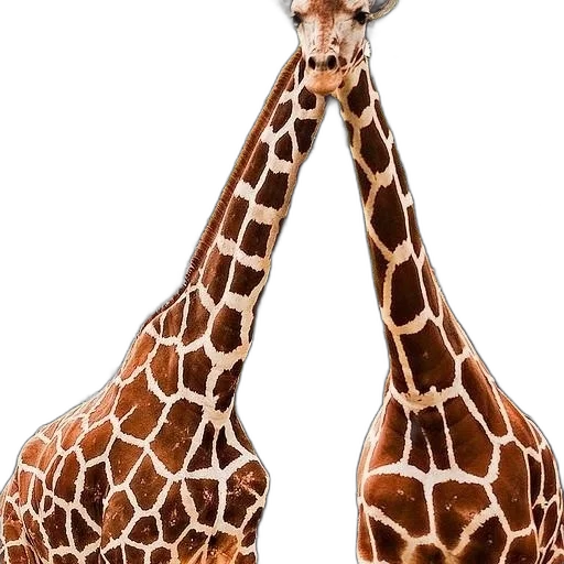 animal, creature, shoes, hat transparent PNG cut-out