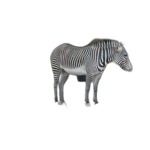 animal, creature, jewelry, furniture transparent PNG cut-out