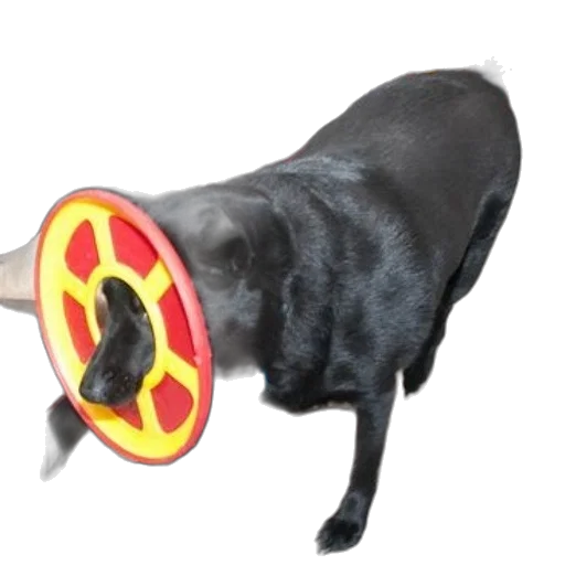 staff, animal, weapon, umbrella transparent PNG cut-out