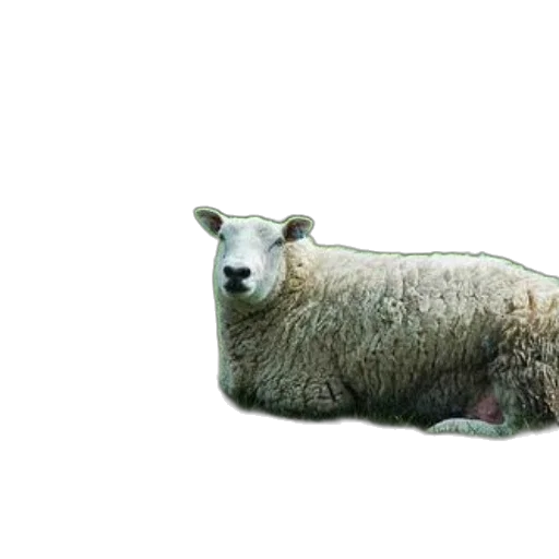 animal, creature, food, furniture transparent PNG cut-out