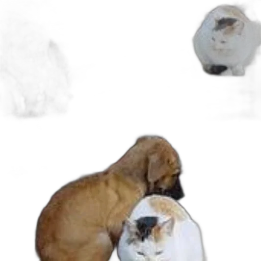 animal, hat, creature, crown transparent PNG cut-out