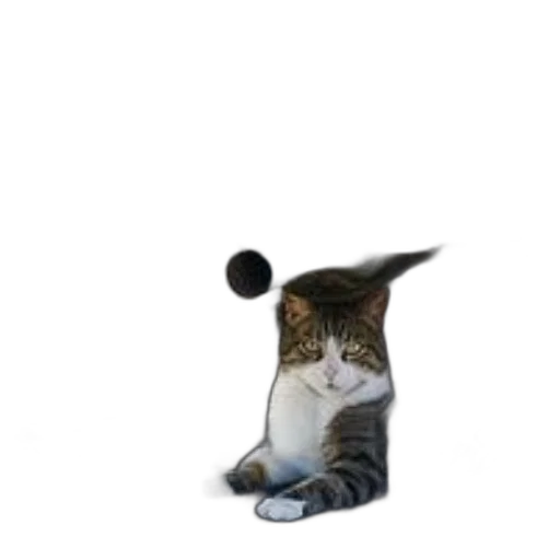 staff, animal, hat, umbrella transparent PNG cut-out
