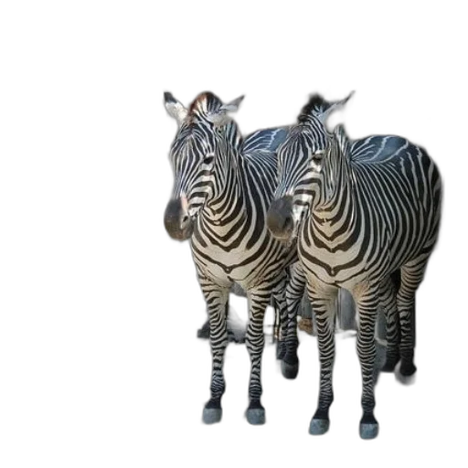 animal, creature, jewelry, furniture transparent PNG cut-out