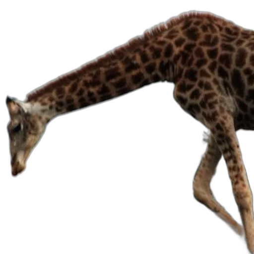 animal, creature, staff, weapon transparent PNG cut-out