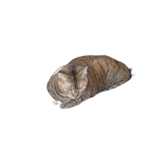 animal, hair, hat, creature transparent PNG cut-out