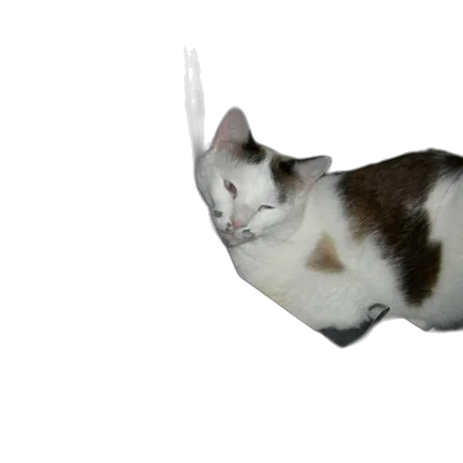 animal, creature, hat, staff transparent PNG cut-out