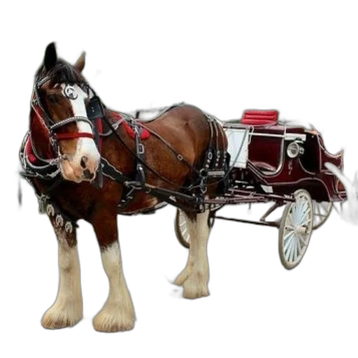 staff, animal, car, photorealistic transparent PNG cut-out