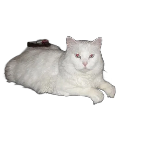 animal, creature, staff, furniture transparent PNG cut-out