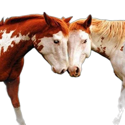 animal, food, photorealistic, concept art transparent PNG cut-out