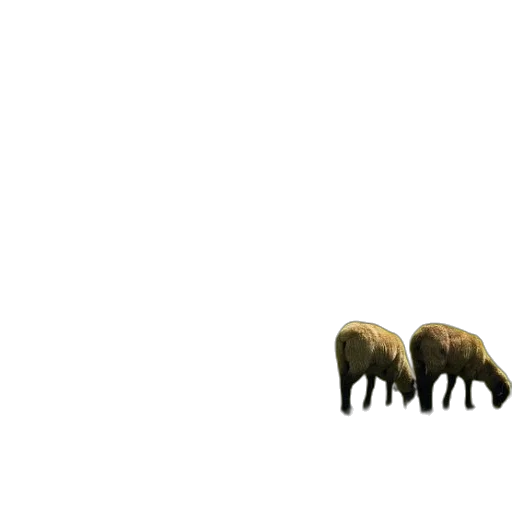animal, creature, hair, furniture transparent PNG cut-out