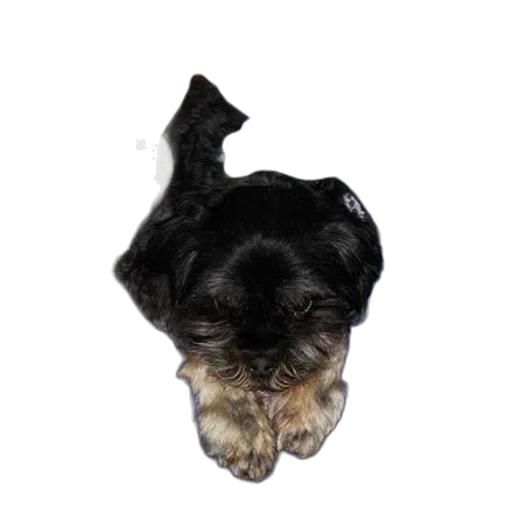 animal, face, creature, hair transparent PNG cut-out