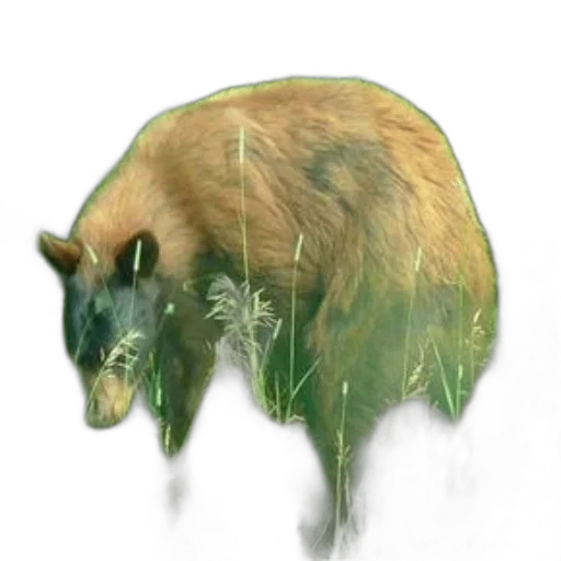creature, animal, hair, dragon transparent PNG cut-out