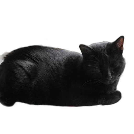 animal, creature, staff, crown transparent PNG cut-out
