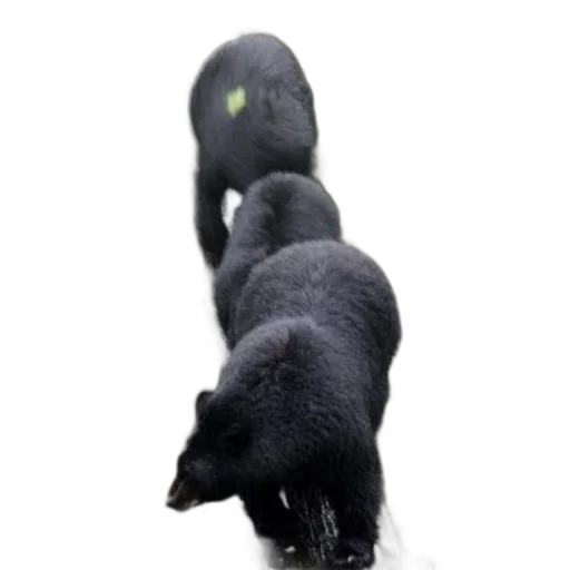 animal, creature, staff, 3d render transparent PNG cut-out