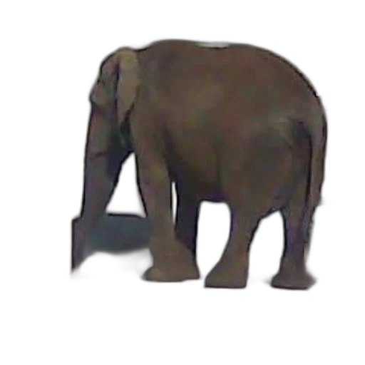 animal, creature, face, weapon transparent PNG cut-out