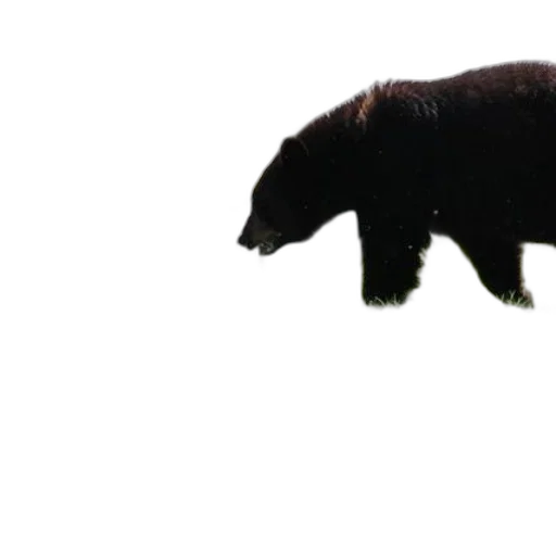 animal, creature, staff, hair transparent PNG cut-out