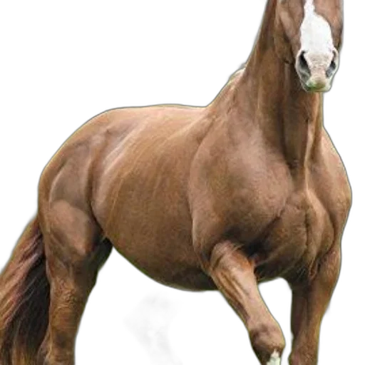 animal, creature, hair, crown transparent PNG cut-out