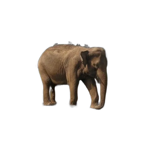 animal, creature, furniture, weapon transparent PNG cut-out