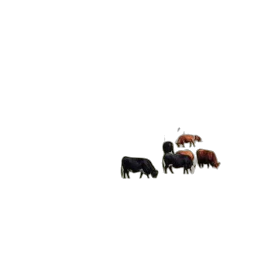 animal, furniture, creature, food transparent PNG cut-out