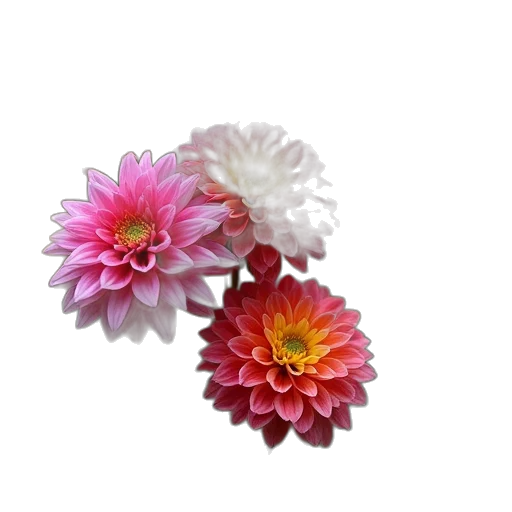 flower, crown, jewelry, staff transparent PNG cut-out