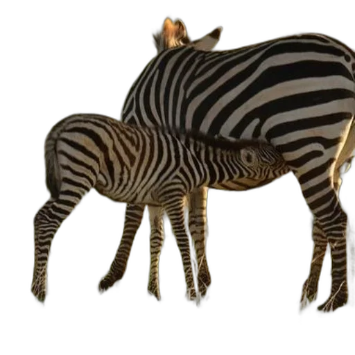animal, creature, staff, jewelry transparent PNG cut-out