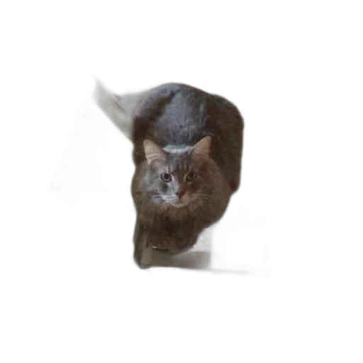animal, creature, hat, hair transparent PNG cut-out