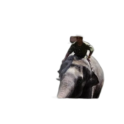animal, hat, creature, staff transparent PNG cut-out