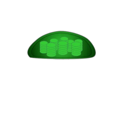hat, crown, jewelry, jacket transparent PNG cut-out
