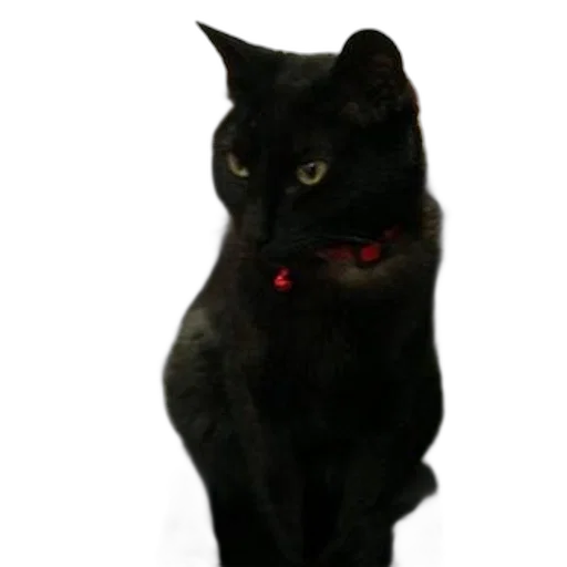 staff, animal, creature, face transparent PNG cut-out