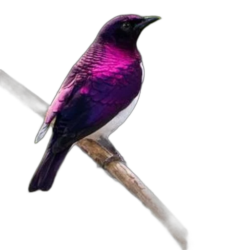 animal, staff, sword, weapon transparent PNG cut-out