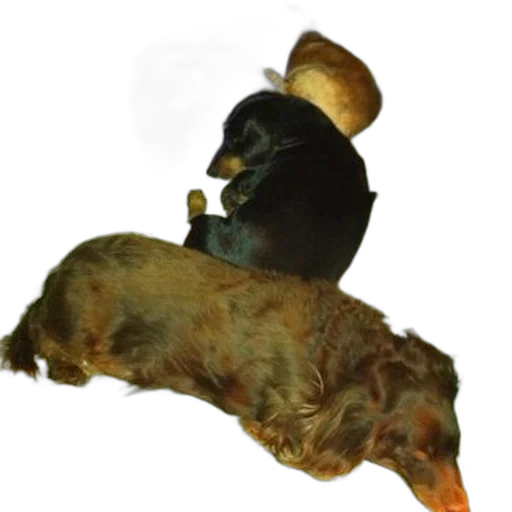 hat, animal, staff, crown transparent PNG cut-out