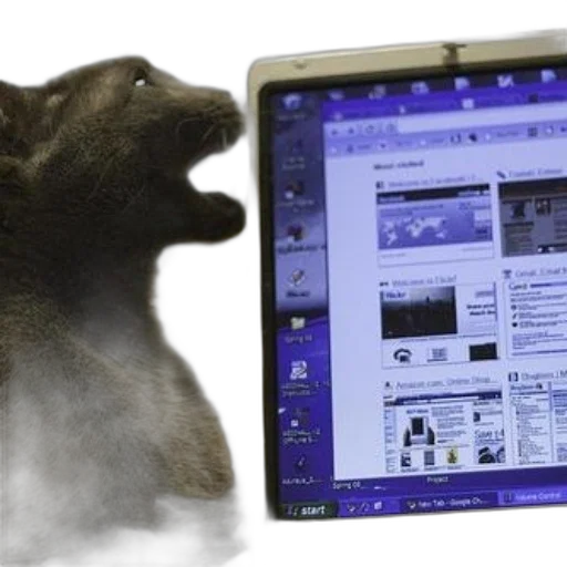 animal, raccoon, appears, interacting transparent PNG cut-out
