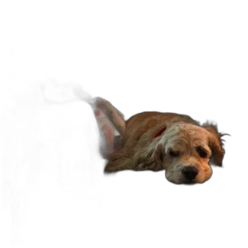 animal, staff, creature, face transparent PNG cut-out