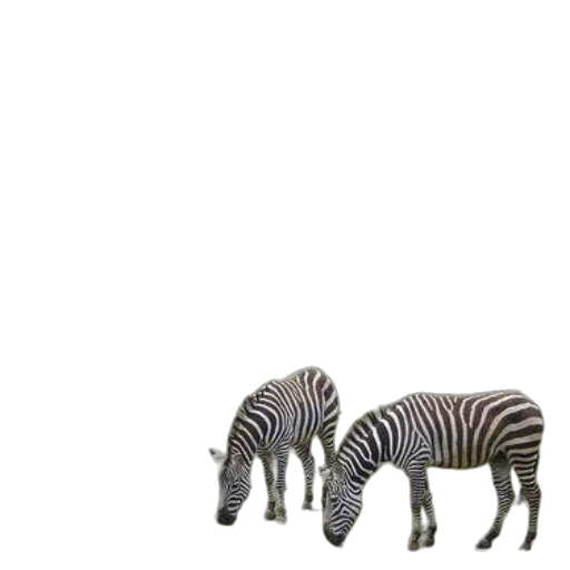 animal, creature, furniture, shoes transparent PNG cut-out
